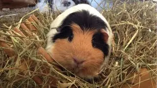 Meerschweinchen Kuddelmuddel | Die Meeries