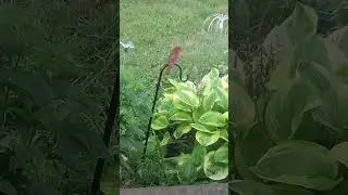 Gorgeous Male Cardinal, the Ohio State bird!! (2024) #shorts