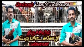 திருச்சியில்  பெருவிடை கோழி பண்ணை SELVAM ASEEL POULTRY FARM கேஜ் முறையில் கோழி வளர்ப்பு in trichy