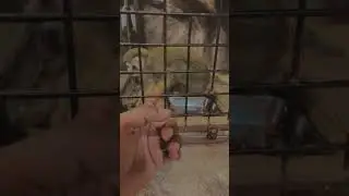 Squirrel monkey funny bites😹#monkeys #monkeyfunny #monkeyfunnymoments #monkeyfunnyshorts #monkeyfun