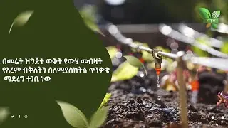 በመሬት ዝግጅት ወቅት የውሃ መብዛት የአረም ብቅለትን  ስለሚያስከትል ጥንቃቄ ማድረግ ተገቢ ነው በቀንዲል ሾው የቀረበ