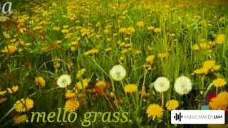 .mellow grass. By TPA
