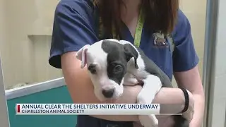 Annual Clear the Shelters initiative is underway