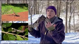 Mantises in Winter Discovery Walk