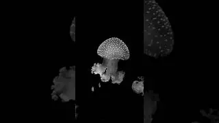 Box jellyfish|brave wilderness box jellyfish#shorts #shortfeed