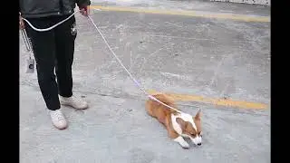 stop pull harness leash set