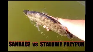 Stalowy przypon na sandacza?