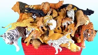 Неделя большой кошки 2019 - Счастливые милые животные зоопарка лев тигр ягуар гепард пантера