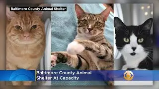 Baltimore County Animal Shelter At Capacity; Only Open For Adoptions, Redemptions