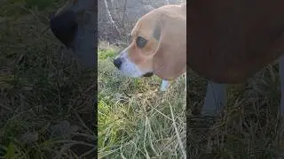 Beagle auf Futtersuche 🐕 #beagle #arloderbeagle #futtersuche #nahrungsbeschaffung #hungrig