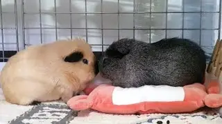Pearly is in heat today - hughug a guinea pig