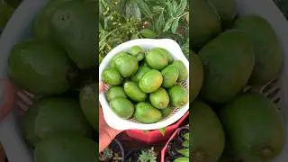 C&oacute;c th&aacute;i (Spondias dulcis), -ambarella,