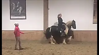 Tinker bei der Arbeit an der Piaffe / Irish cob working on piaffe
