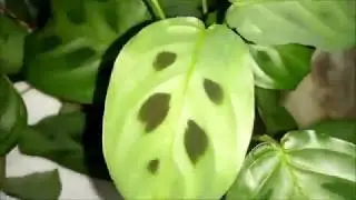 Мои комнатные расстения! ЧАСТЬ 2! Апрель 2020!