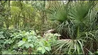 The Lake Apopka Trail. Historical links below
