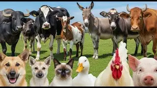 Sonidos de Granja: Vaca, Cabra, Oveja, Cerdo, Pollo – Video para Niños