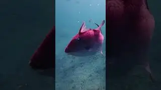 Секрет Андаманских островов &mdash; под водой. 🤫