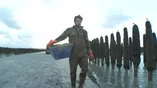 Les moules de bouchot des frères Delaby