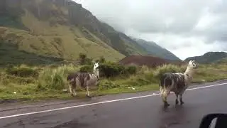 Andean Wildlife - Llama in wild -compilation
