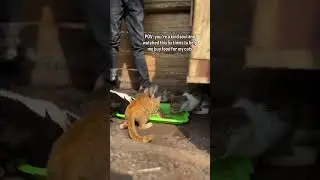 🚨🚨🚨Hello Dear, friend help me $45 dollars to by cats food 🐈and medication 💊 shelter