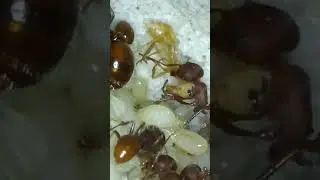 Pogo, Western Harvester Ants, worker hatching. #antkeeping #antsaspets #shorts