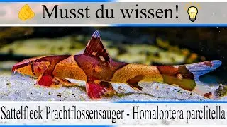 Haltungsbedingungen und Infos zu Sattelfleck Prachtflossensauger Homaloptera parclitella| #Aquarium