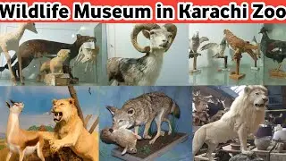 Karachi Zoo Museum | Wildlife Museum in Karachi Zoo | Wildlife Animals Museum