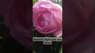 #green plants, #light pink rose beaty, #  soft music, blue sky nature clips.