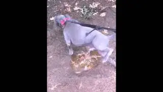 Longest dog urine time