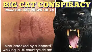 BIG CAT CONSPIRACY The latest news and sightings of the UK's favourite mystery #bigcat #cat #uk 