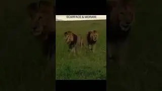 the greatest lion in history (scarface and morani)the king of the jungle,#shorts #wildlife#scarface