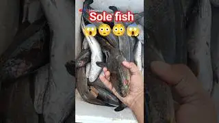 sole fish! soli machli! fish video #shortvideo #fish #fishvideo #youtubeshorts #shorts #machhali #yt