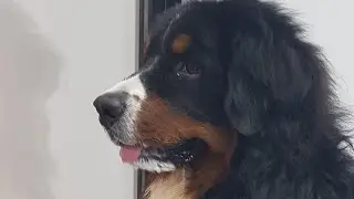 GORDO BERNESE MOUNTAIN BASIC GROOMING
