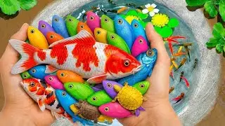Unboxing ornamental fish in dinosaur eggs, guppy fish, koi fish, betta fish, catfish