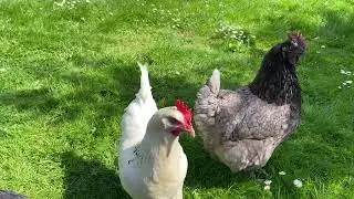 Naughty Chicken Alert: Mac&rsquo;s Luxury Dust Bath 🛁
