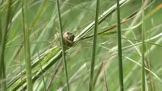 Green lynx spider protecting her egg sac (25 to 600 eggs!) in The Villages, Florida