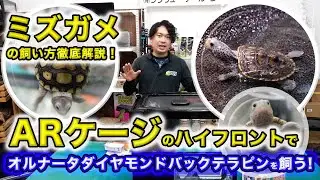【飼い方特集】オルナータダイヤモンドバックテラピンの飼い方とレイアウトの作り方