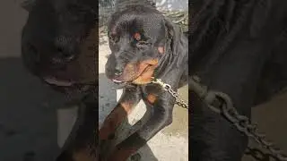 my dear dog .. #dog #love #power #villagelife #pets #viral #animals #buffalo #youtube
