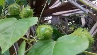 Passiflora foetida plant with flower,buds and unripe fruits