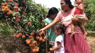 Panen Buah Rambutan di Kebun - Shinta Shanti Shindi