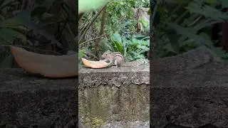 Indian palm squirrel having Breakfasts #squirrel #shorts