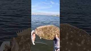 Ловля крупной камбалы во время рыбалки в забродку в заливе Тампа #рыбалкавберегу #шорты #камбала ...