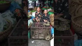 Giant Pythons for Sale at Asia&rsquo;s Wild Traditional Market! @mfajar88