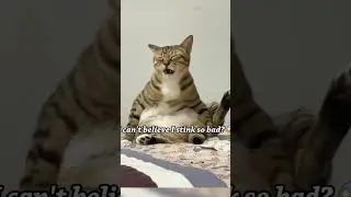 Cat&rsquo;s reaction to smelling a fart
