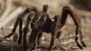 Thousands of tarantulas to crawl out of hiding spots in Texas this fall