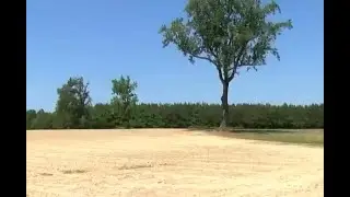 Some farmers praying for rain as crops dry up in Virginia
