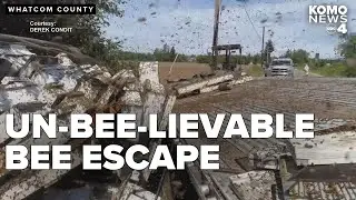 14 million bees escape after semi-truck spills load in Whatcom County
