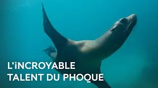 Pourquoi le phoque nage-t-il sur le dos ?
