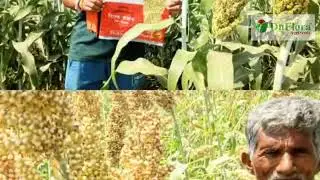 HY-JOWAR DF-BAJRANG #agriculture #agriculture #organicfarming