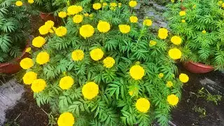 l&atilde;i ch&egrave;o cho hoa vạn thọ, hoa tết (14/12) #vantho #garden #flowers #nhavuon